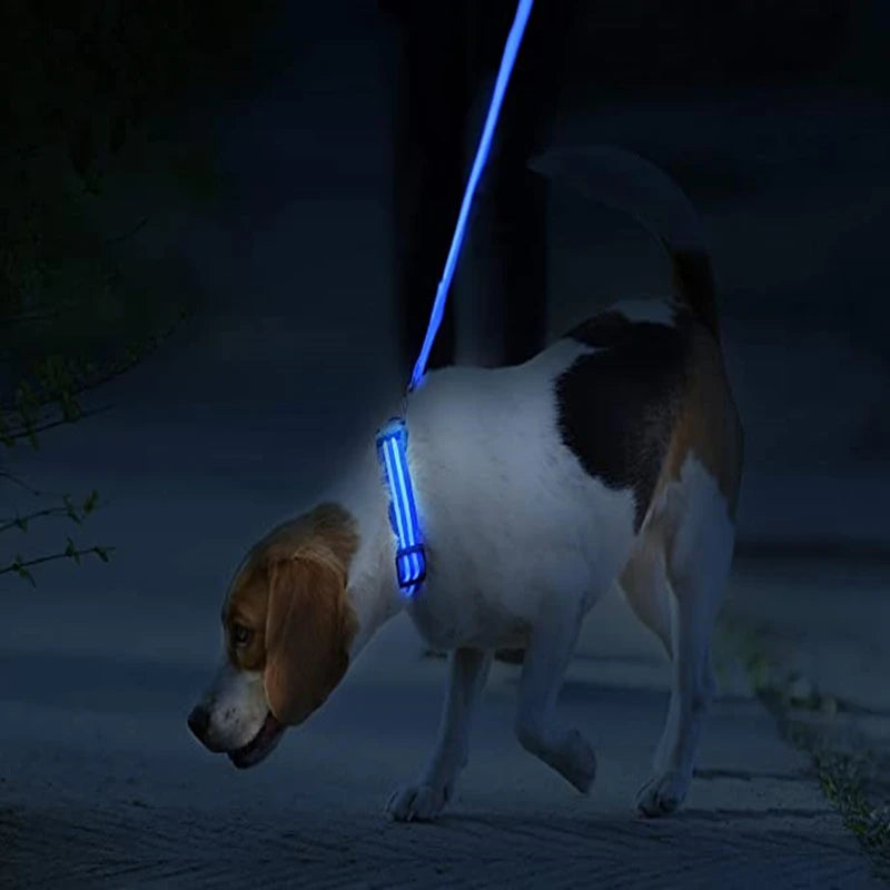 LED Dog Collar — USB Rechargeable Light-Up Safety Collar for Night Walks, Adjustable, Multiple Sizes & Colors